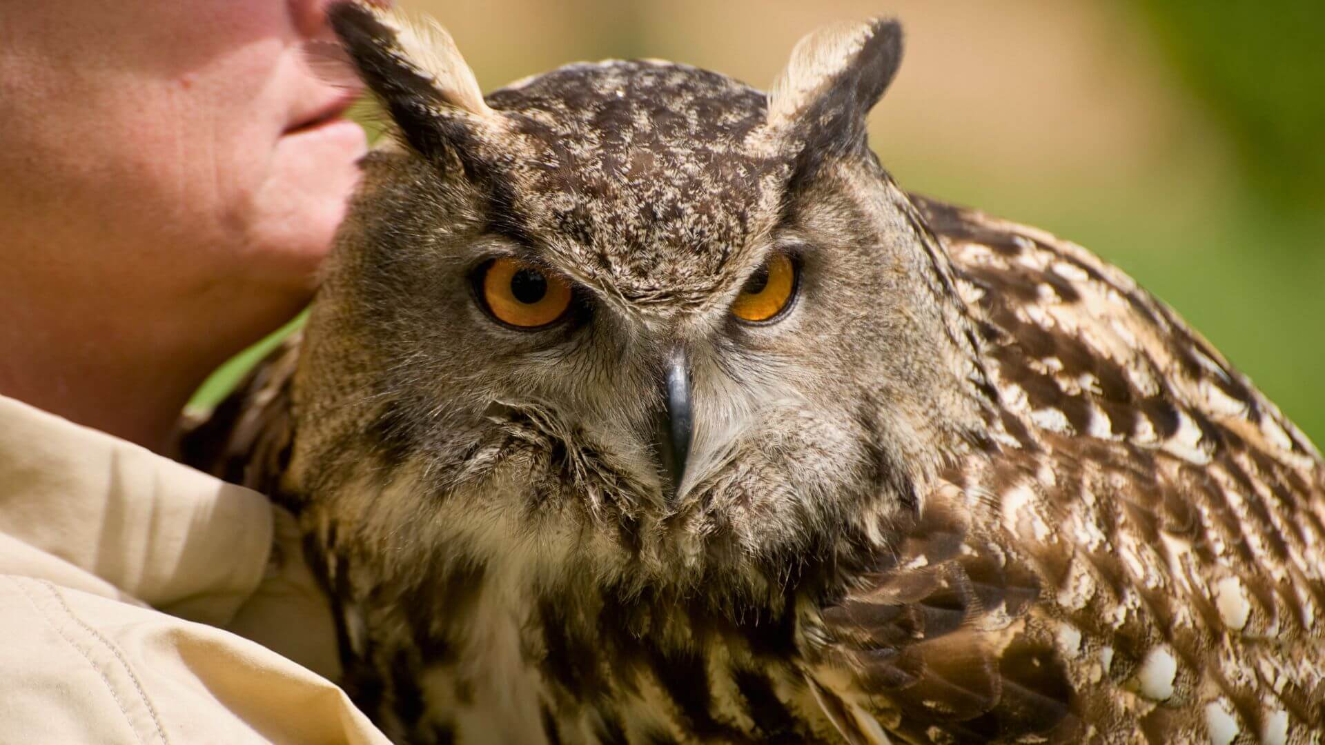 closeup of owl being held by handler