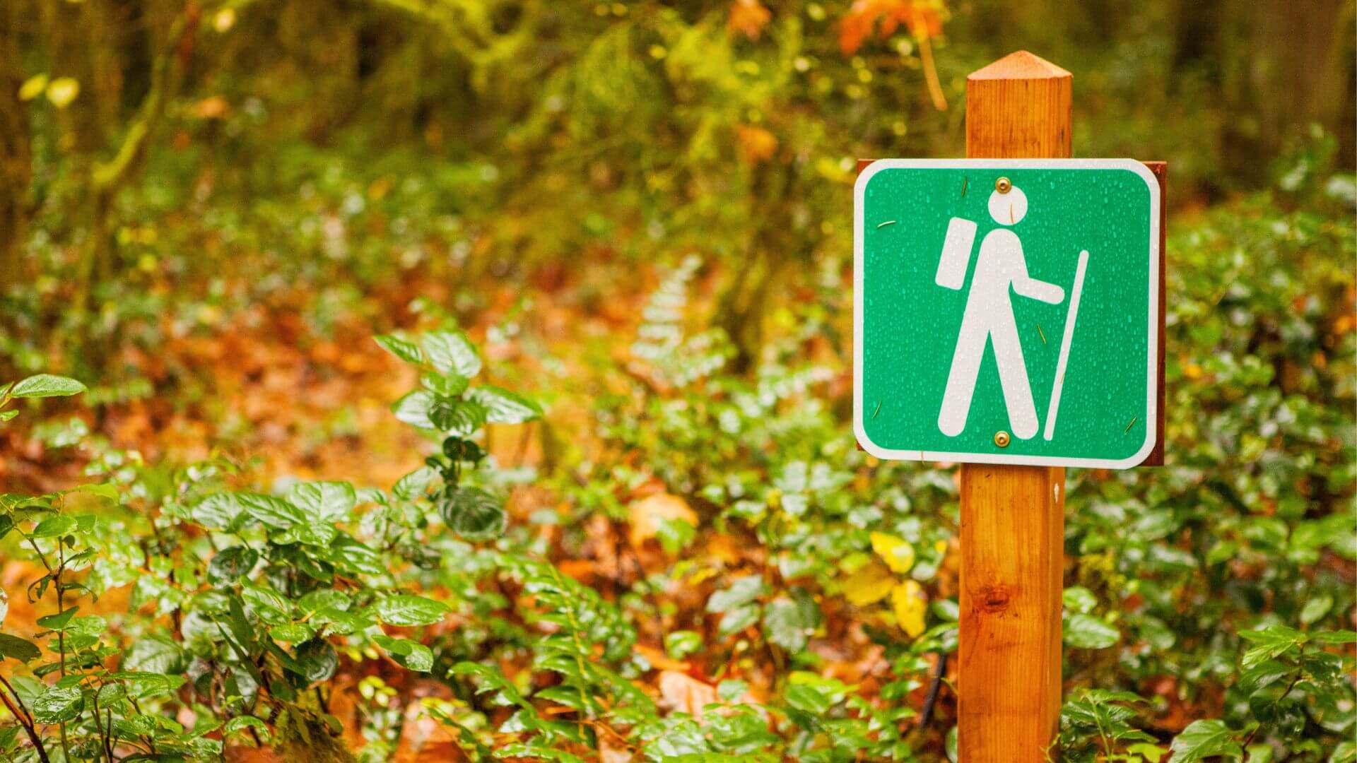 sign designating a hiking trail in a lush green forest